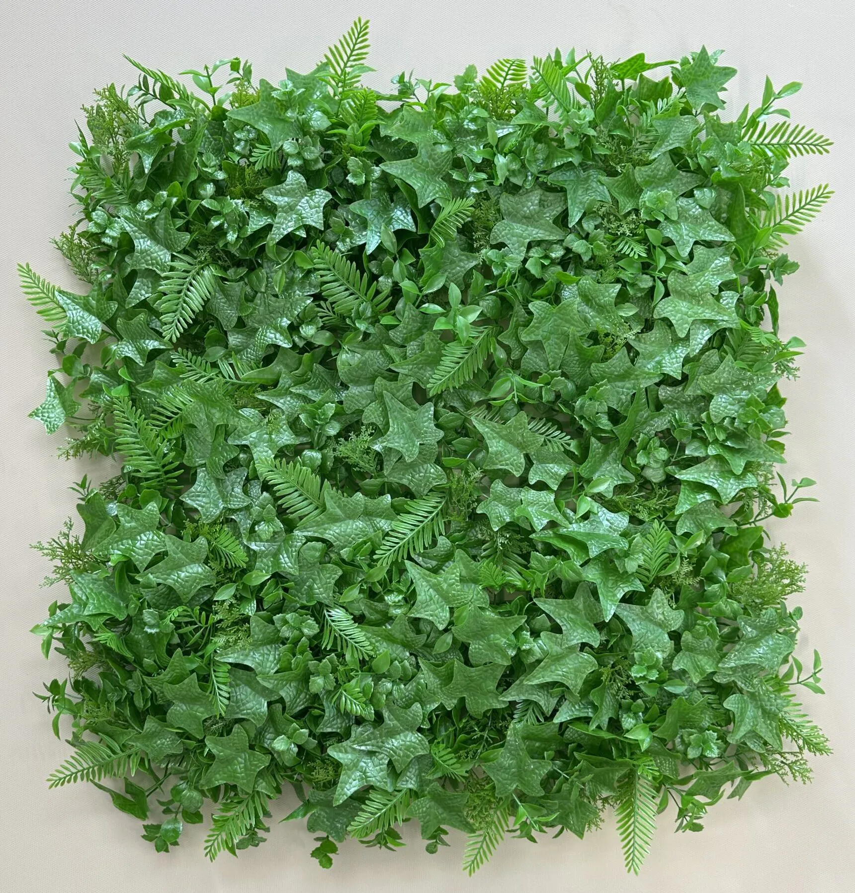 گرین وال 50*50 سیکاس پتوس